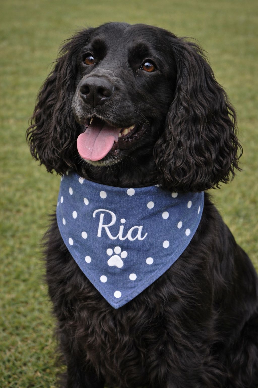 Embroided Dog Bandana